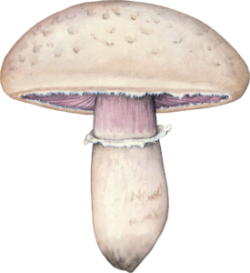 Illustration de Agaricus campestris pour un jeu de cartes de champignons comestibles