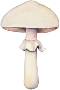 Illustration de l'Agaricus sylvicola pour un jeu de cartes de champignons comestibles