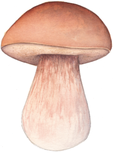 Illustration du Boletus edulis pour un jeu de cartes de champignons comestibles