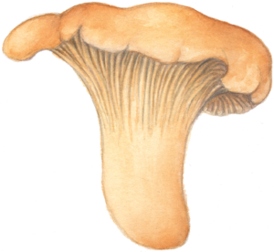 Illustration de Cantharellus cibarius pour un jeu de cartes de champignons comestibles