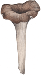 Craterellus cornucopioides illustrée pour un jeu de cartes de champignons comestibles