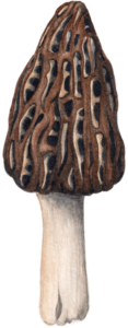 Illustration de la Morille Noire dans un jeu de cartes pour reconnaître les champignons comestibles