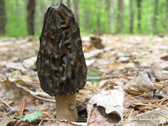 morille noire en forêt champignon comestible