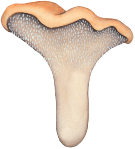 Illustration de Hydnum repandum pour un jeu de cartes de champignons comestibles