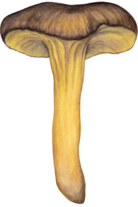 Illustration de la Craterellus Lutescens pour un jeu de cartes de champignons comestibles
