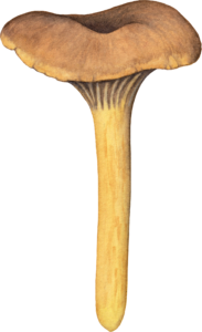 Illustration de la chanterelle en tube pour un jeu de cartes de champignons comestibles
