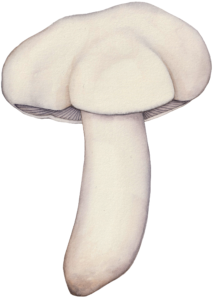 Illustration du Calocybe Gambosa pour un jeu de cartes de champignons comestibles