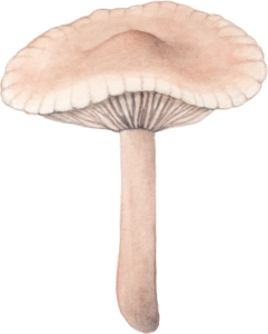 Illustration de Marasmius Oreades pour un jeu de cartes de champignons comestibles